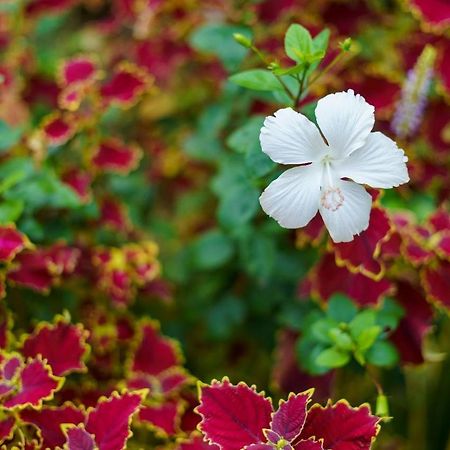 Jasmine Land Homestay Udupi Dış mekan fotoğraf